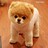 shixingsun